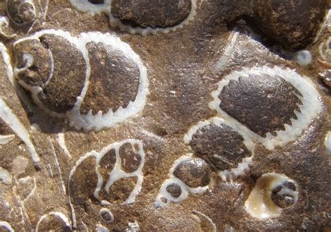 Sandstonewithfossilshells 2525×1777 Pixels Fossils Fossil