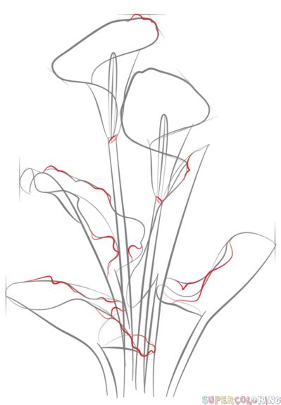 How To Draw A Calla Lily Step By Step Drawing Tutorials Lilies