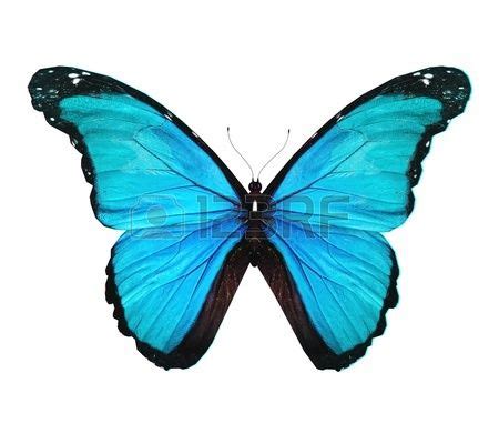 Morpho azul turquesa mariposa, aislado en blanco | Morpho azul, Mariposa azul, Mariposa morfo azul