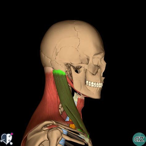 Shoulder muscles and shoulder tendons. Neck Muscles | AnatomyZone