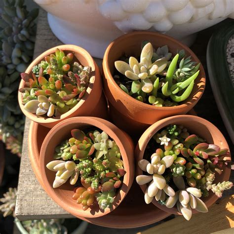 Succulent Arrangement Succulent Arrangements Succulents Terracotta Pots