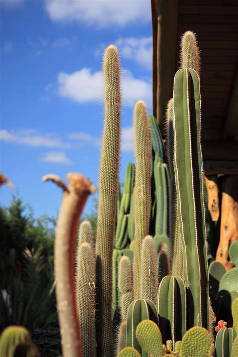 Cactus Espinas Desierto Planta Espina Espinoso Naturaleza Verde