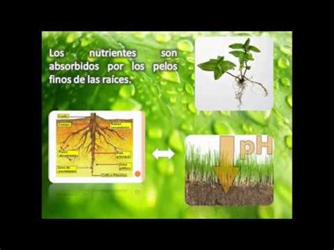 Los Nutrientes En Las Plantas YouTube
