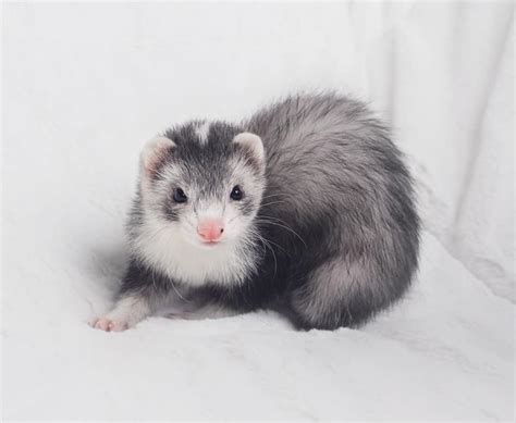 20 Ferret Colors And Patterns With Pictures The Pet Savvy