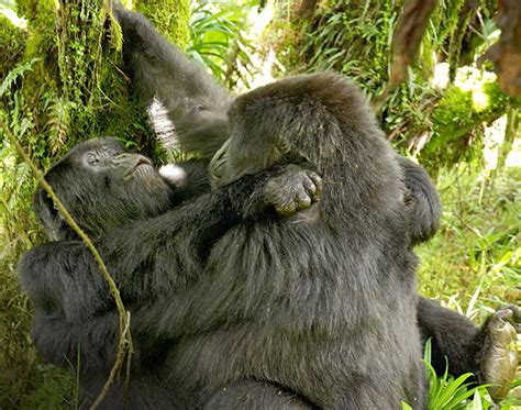 primatologie les femelles gorilles ont des rapports lesbiens pour le plaisir science et vie
