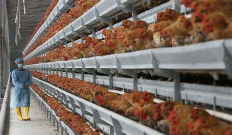 Factory Farm Conditions Are Unhealthy For Animals And Bad For People Too