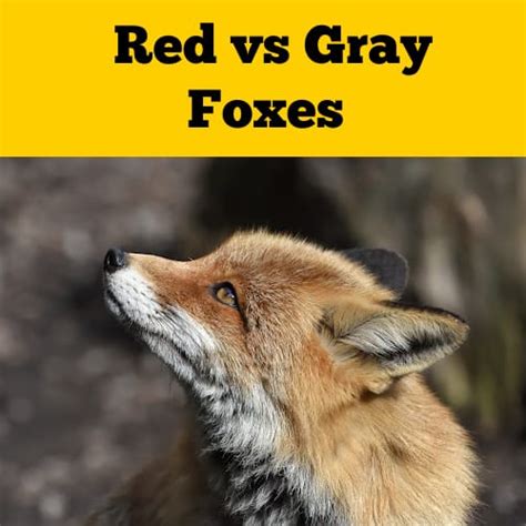 Gray Fox Vs Red Fox How Do They Differ Squirrels At The Feeder