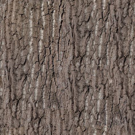 Tree Bark Seamless Texture With Detailed Wooden Pattern Macro Stock