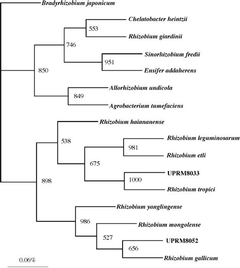 Phylogenetic Tree Showing The Taxonomic Location Of Two Representative