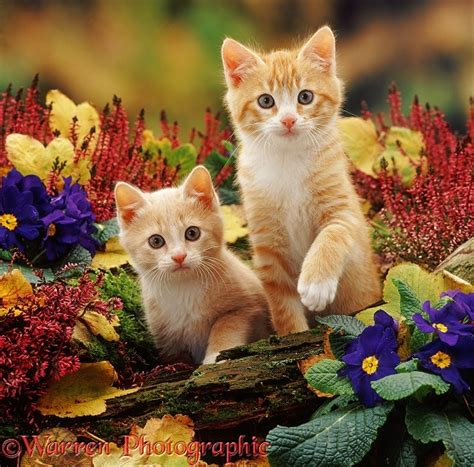 Kittens Among Flowers Photo Wp37598