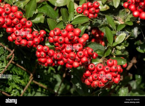 Masse De Petits Fruits Rouge Vif Sur Un Multi Pyracantha Coccinea