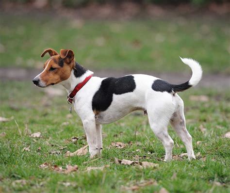 jack russell terrier dog breed information pictures