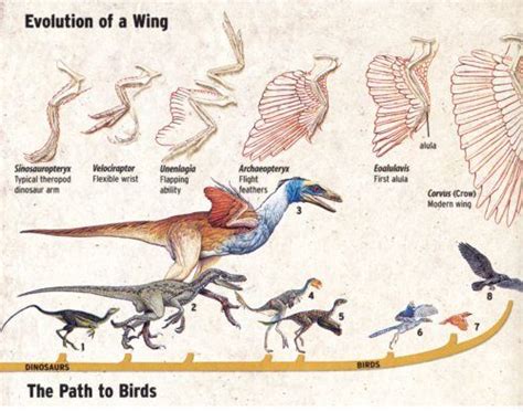 Pin On Feathered Dinosaurs Dinobirds