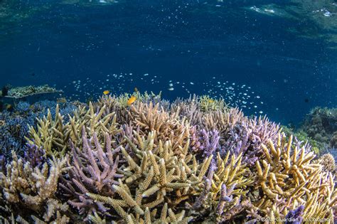 The Importance Of Protecting Coral Reefs Coral Guardian