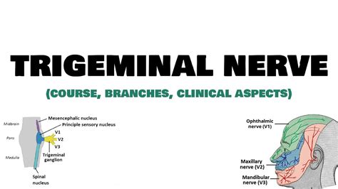 Trigeminal Nerve Course Branches Clinical Aspects Neuroanatomy
