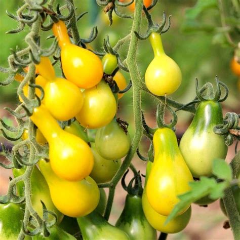Our 5 Favourite Tomato Varieties