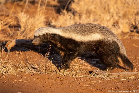 Interesting Facts About Honey Badgers Just Fun Facts
