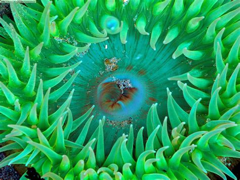 Fotos De Medusas Y Corales Ii