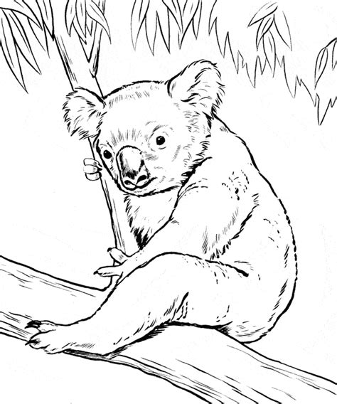 Koala Kolorowanki Ze Zwierzętami