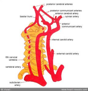 The main blood vessels in your neck that send blood to your eyes and brain. No Neck Artery Damage From Chiropractic Manipulation ...