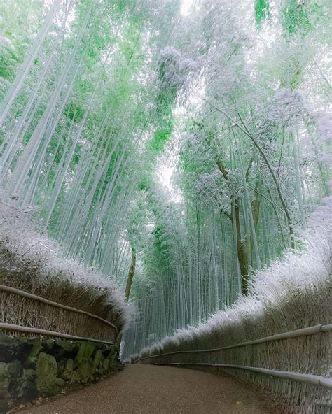 The Famous Bamboo Forest In Arashiyama Kyoto Japan Rpics