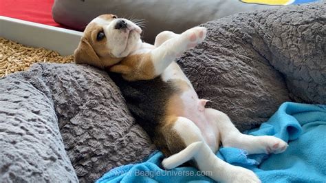 Cute And Funny Beagle Puppy Compilation At Just 5 Weeks Old Dogs Experts