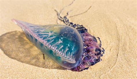 Huge Numbers Of Venomous Portuguese Man Owar Jellyfish Wash Up On