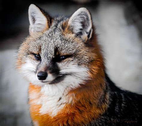 Pin By Floyd Mccubbins On Foxes Canadian Nature Nature Conservation