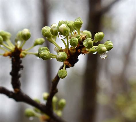 Hd Wallpaper Rain Wet Cherry Blossom Buds Showing White About To