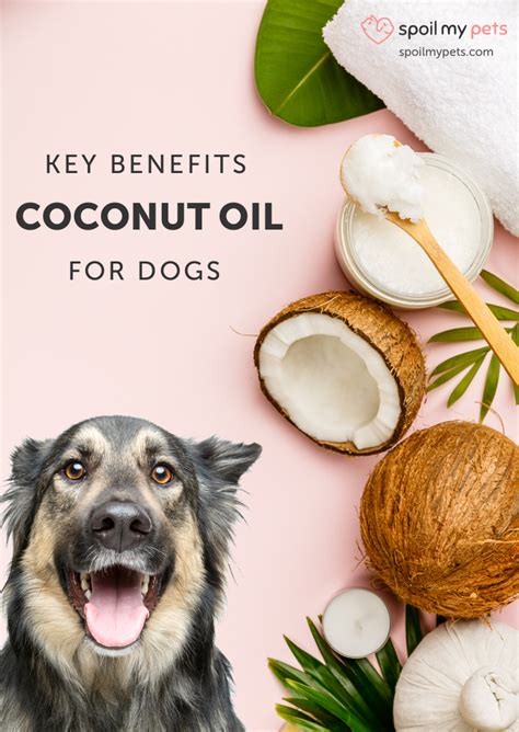 Key Benefits Of Coconut Oil For Dogs Spoilt Pups