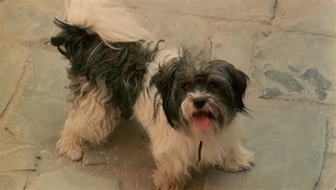 Blackwhite, milan jesih & jani golob. Kaj? Reče se prosim.