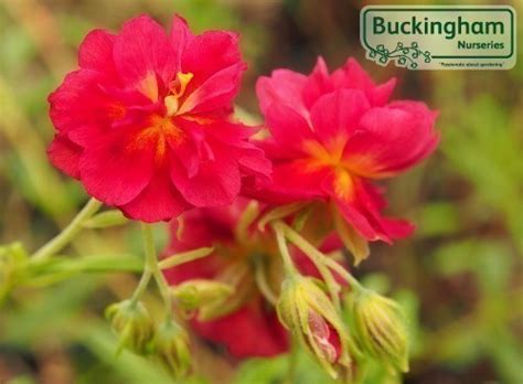 Rock Rose Red Helianthemum Ground Cover Plants Ground Cover