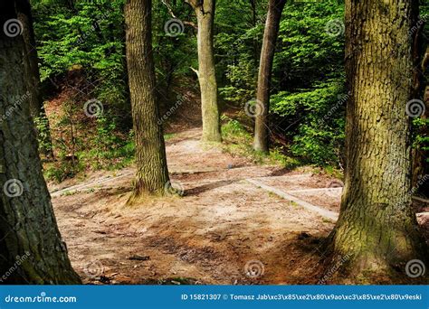 Forest Stock Image Image Of Path Trees Wooden Peaceful 15821307