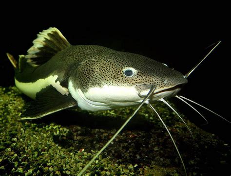 Redtail Catfish Wallpapers Wallpaper Cave