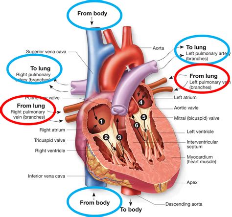 Path Blood Flow Through Heart Submited Images
