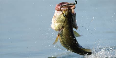 The 5 Best Bass Lures And Baits The Fishidy Blog