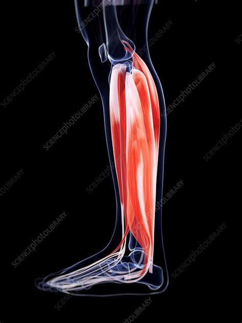 Human Calf Muscles Artwork Stock Image F0096820 Science Photo