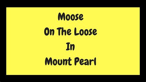 Moose On The Loose Youtube