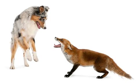 Can Dogs And Foxes Breed Petsmart