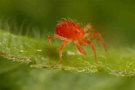 How To Get Rid Of Red Bugs On Tomato Plants Home Garden Vegetables