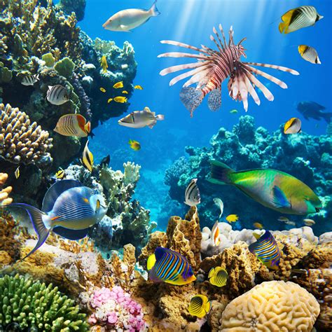 16 Underwater Marine Life Png Sea