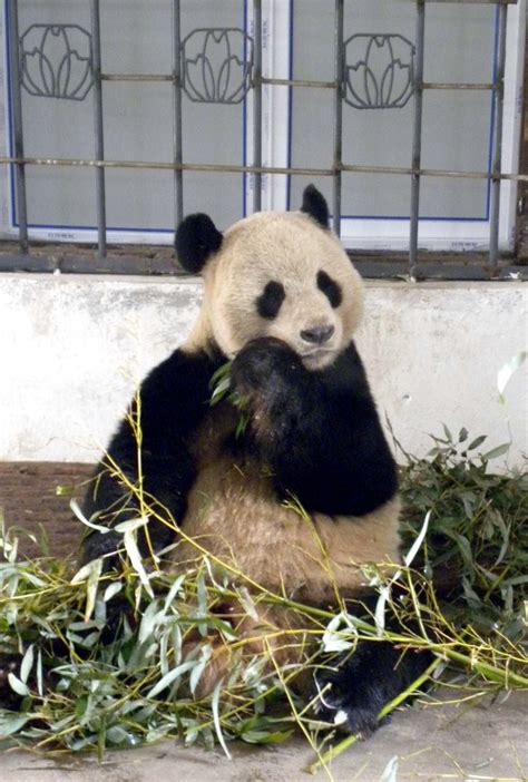 Edinburghs Giant Panda Was Artificially Inseminated Two Months Ago