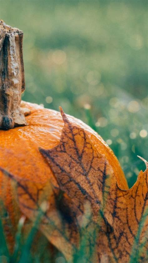 This Simple Pumpkin Iphone Wallpaper Works For The Whole Fall Season