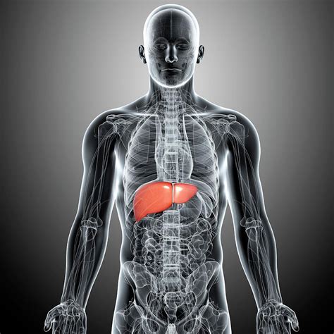 Healthy Liver Photograph By Pixologicstudioscience Photo Library