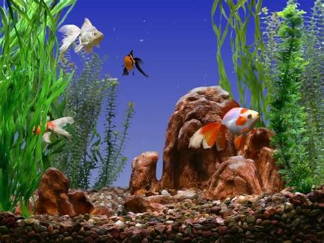 Animated Goldfish Wallpaper And Screensaver Wallpapersafari