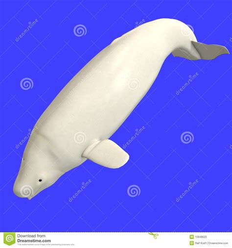 Whitle Beluga Whale Calf Royalty Free Stock Photography Cartoondealer