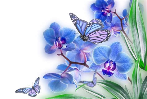 Flowers And Butterflies Wallpapers Hd Desktop And Mobile
