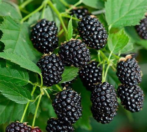 Mulberry Tree Vs Blackberry Twin Fruit