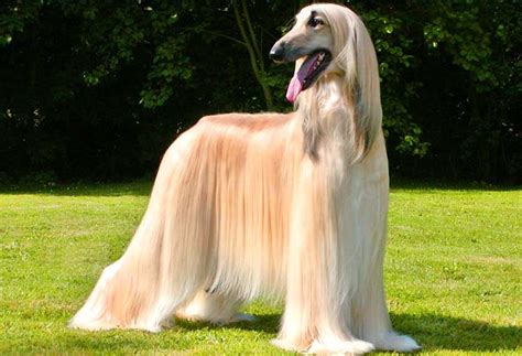 Afghan Hound Dog Breed Info Characteristics Traits Personality