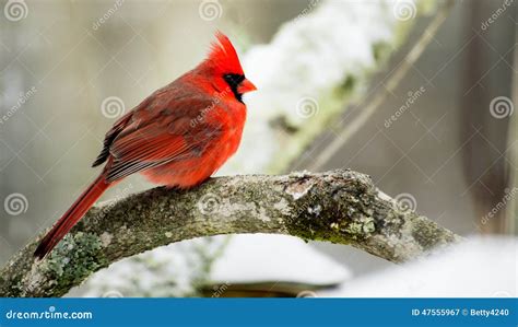 Cardinal On A Perch During A Snowy Day Stock Image Image Of Bright